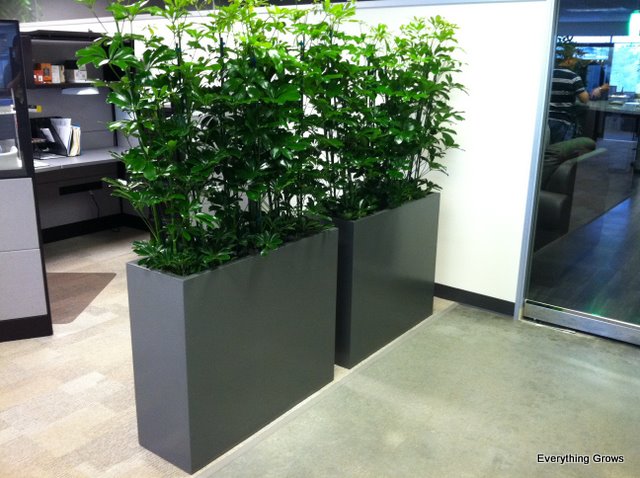 Mẹo bài trí chậu cây cảnh kích thước lớn cho gian bếp Plants_as_office_dividers